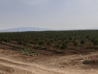 terrain-agricole-vente-mostaganem-ain-nouissi-algerie