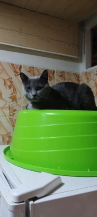 Chat bleu russe