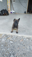 chien-malinois-pure-race-yakouren-tizi-ouzou-algerie