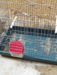 Canaries la rass ( lot complet avec cage)