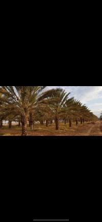 Location Terrain Agricole Biskra Oumache