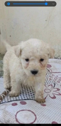 Caniche