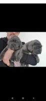 chien-cane-corso-baba-hassen-alger-algerie