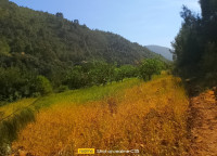 terrain-agricole-vente-blida-hammam-melouane-algerie