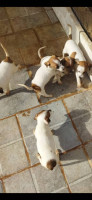 chien-vente-de-chiots-jaque-russelle-terrier-bir-el-djir-oran-algerie