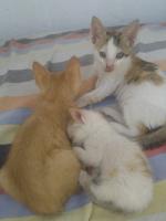 قطة-chaton-قطط-صغيرة-للاهداء-الأمير-عبد-القادر-جيجل-الجزائر