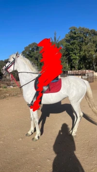 Cheval barbe arabe 