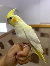 Oiseaux 