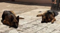 chien-2-berger-allemand-oran-algerie