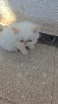 قطط-persan-peke-face-red-pointe-بئر-خادم-الجزائر