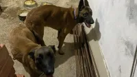 Chiots malinois a vendre 