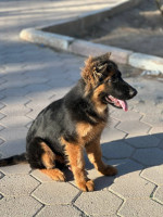 chien-chiot-berger-allemand-tebessa-algerie