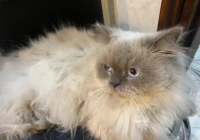 Chat persan très calme 