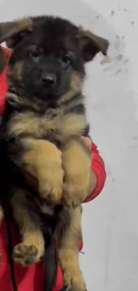 chien-chiot-berger-allemand-pedigree-rouiba-alger-algerie