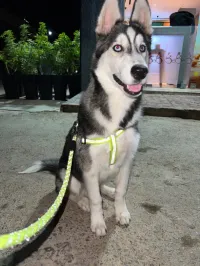 Husky sibérien de race 