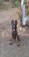 chien-malinois-45-mois-birtouta-alger-algerie