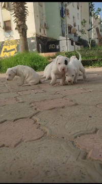 chien-dog-argentin-birtouta-alger-algerie