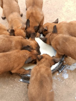 chien-chiots-belge-malinois-azazga-tizi-ouzou-algerie