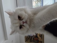 قطة-chat-persan-picky-face-blanc-بابا-حسن-الجزائر