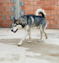 chien-a-vendre-un-husky-male-oran-algerie