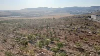 Vente Terrain Agricole Bouira El hachimia