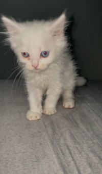 قطة-chat-persan-blanc-زرالدة-الجزائر