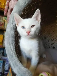 Chaton 2 mois et demi angora turc yeux vairon bleu et vert 