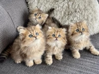 Chats persan (pour réservation)