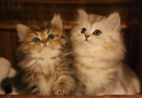 قطط-persan-chats-الدويرة-الجزائر
