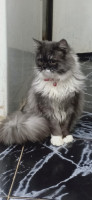 chat-une-chatte-male-3-months-chetouane-tlemcen-algerie