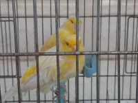 Canari satiné yeux rouge bagé 2021