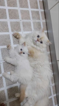 Chat persan chirazi