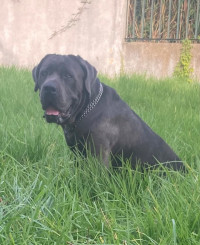 chien-cane-corso-annaba-algerie