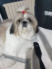Shih Tzu