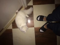Chat persan
