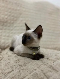 Chat siamois 6 mois