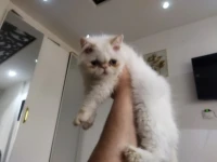 Chat persan himlaya
