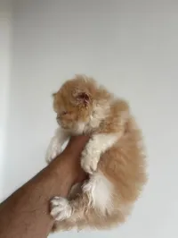 Chat persan 