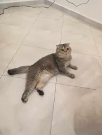 Scottish fold pour accouplement 