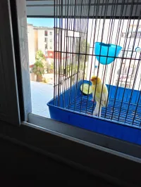 Canari ordinaire yeux rouge male 