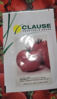 بذور طماطم جولانار و سليمة jollanar salima