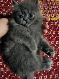 Chats à vendre