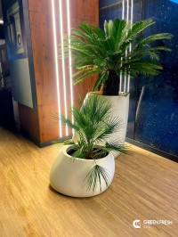 آخر-pot-de-fleurs-الجزائر-وسط