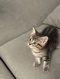chats-chat-british-shorthair-tabby-souidania-alger-algerie