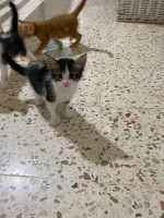 chat-chatons-pour-adoption-ouled-fayet-alger-algerie