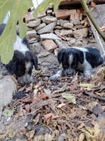 chien-de-chasse-espagnol-bleue-picardie-algerie