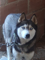 chien-husky-siberien-tizi-ouzou-algerie