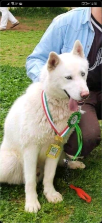 Husky sibérien 