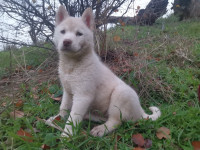 chien-chiot-husky-medea-algerie