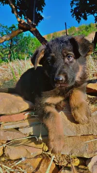 Chien 